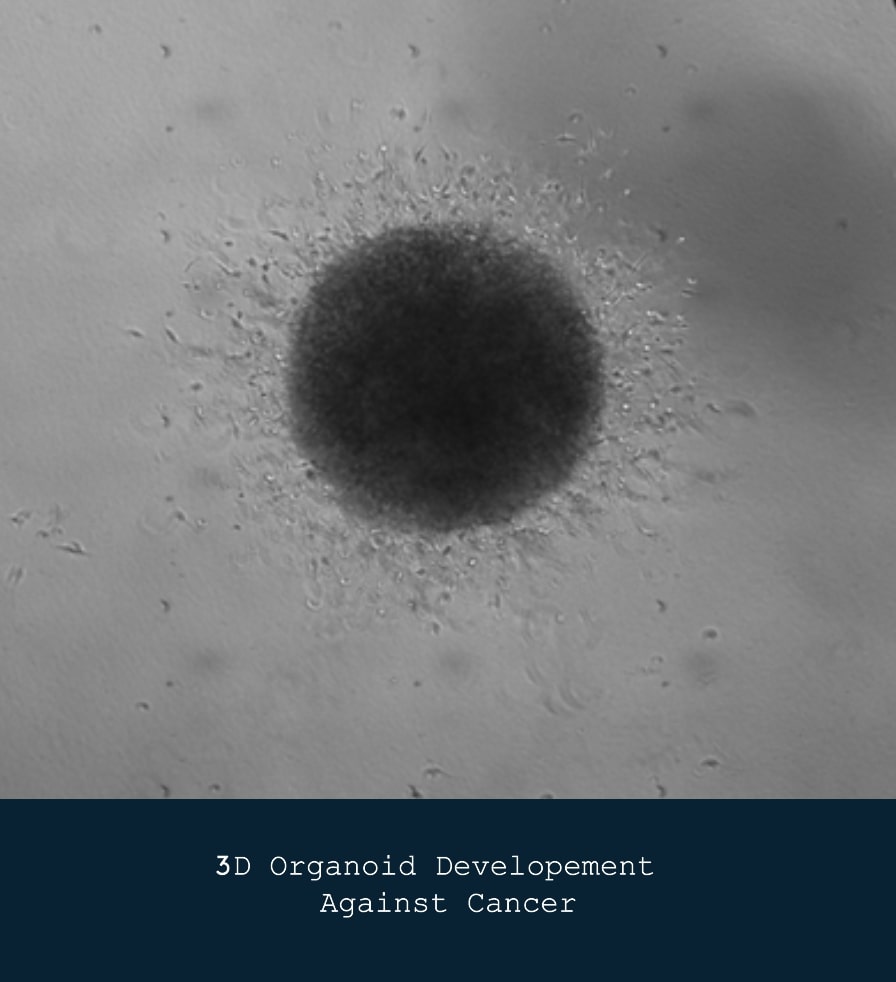 Precision Engineering Using 3D Organoid Development